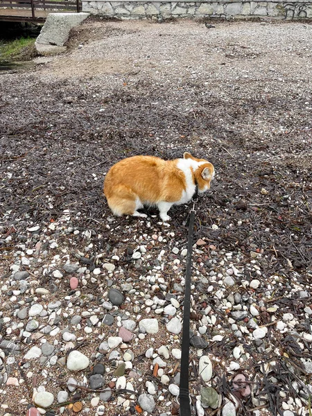 Red corgi puppy poops on the beach. Clean up after the dog. Side view