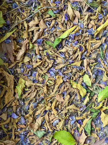 Yaz bitkisinin kuru yaprakları ve çiçekleri katı bir kumaşın üzerinde yatıyor. Üst manzara, botanik desen, güneşli bir gün.