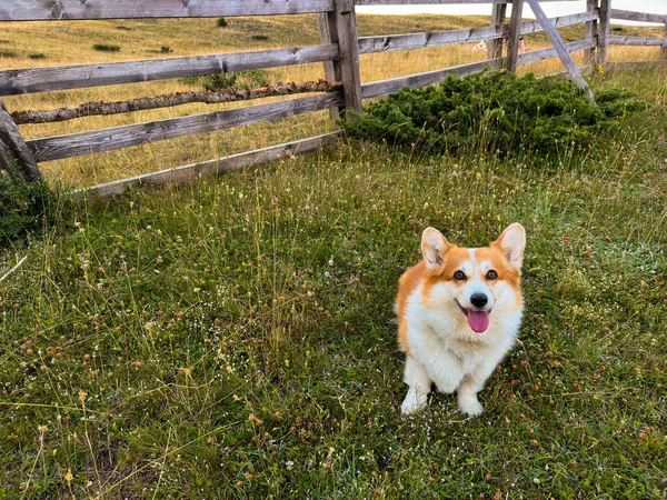 The bright red corgi puppy sits in a clearing among the flowers against the background of a wooden fence on the farm. The dog looks right into the frame