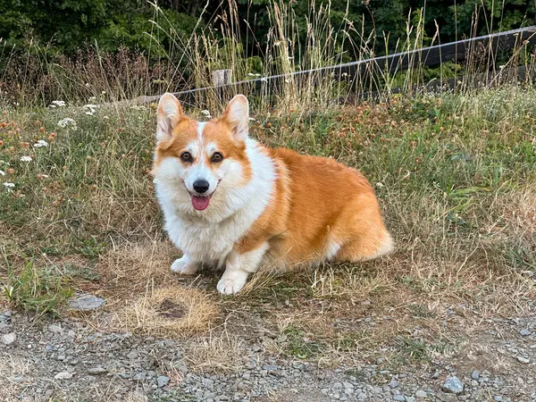 The bright red corgi puppy sits in a clearing among the spikes and flowers against the background of a wooden fence on the farm. The dog looks right into the frame
