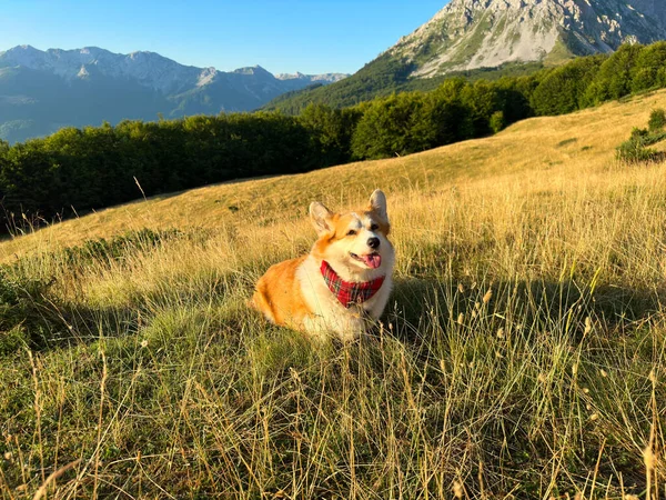 Güzel bir Corgi köpeği dağların ortasındaki tepelik bir tarlada oturur. Kırmızı kravatlı köpek gözlerini zevkle kapadı ve dilini dışarı çıkardı. Yakından, ılık güneş ışığından.