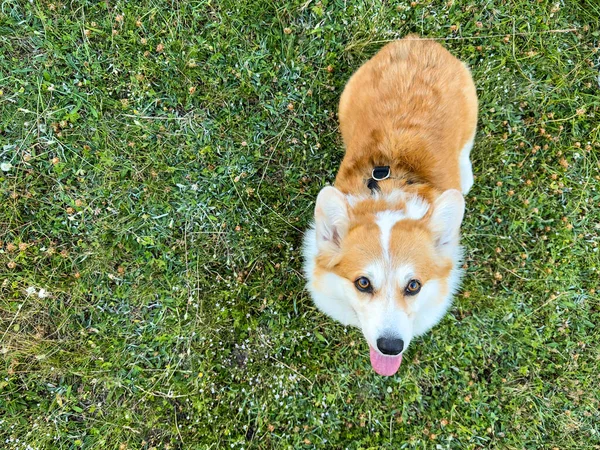 Red corgi puppy sits on the green lawn. The dog looks straight into the frame and sticks his tongue out
