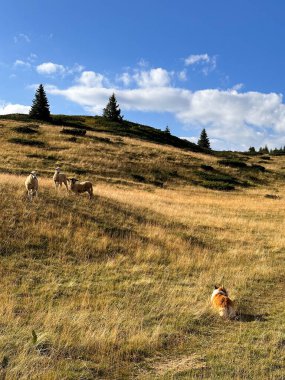 Çoban köpeği kırmızı-beyaz Corgi tepelerdeki koyun sürülerini izliyor. Dikey fotoğraf