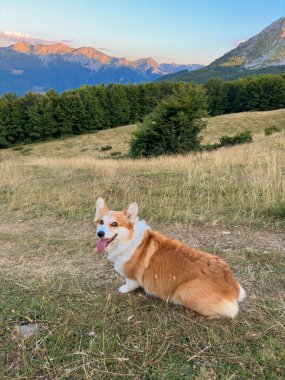 Köpek yüksek bir dağ çayırında dinlenen kırmızı-beyaz bir korgidir. Dil dışarı çıkıyor. Köpek uzun bir yürüyüşten yorgun, köpek vücut dili.