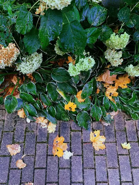 Herbstliches Oranges Und Grünes Laub Und Weiße Blüten Blätter Auf — Stockfoto