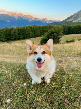 Güzel bir Corgi köpeği dağların ortasındaki tepelik bir tarlada oturur. Portre, yakın plan, yumuşak sıcak güneş ışığı