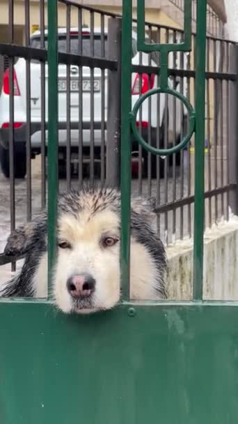 在雨后篱笆后面的一条悲哀的湿狗 寂寞的宠物 — 图库视频影像
