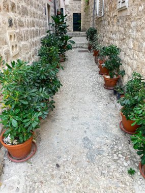 Budva 'nın eski bir kasabasında sokak boyunca saksıları olan bir sokak. Yeşil bitkiler tarafından dekore edilen tarihi taş bina