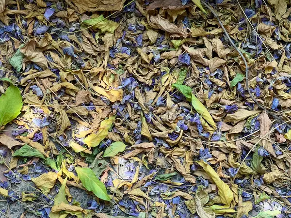 Сухие Листья Фиолетовые Цветы Лежат Полу Твёрдой Тканью Вид Сверху — стоковое фото
