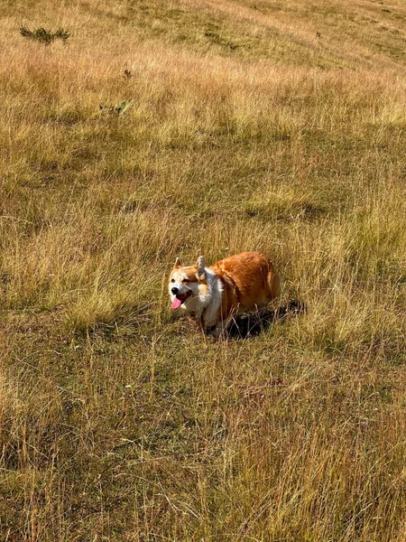 Joyful dog red-white corgi runs through the high mountain meadow. Tongue sticking out, ears back, muzzle satisfied