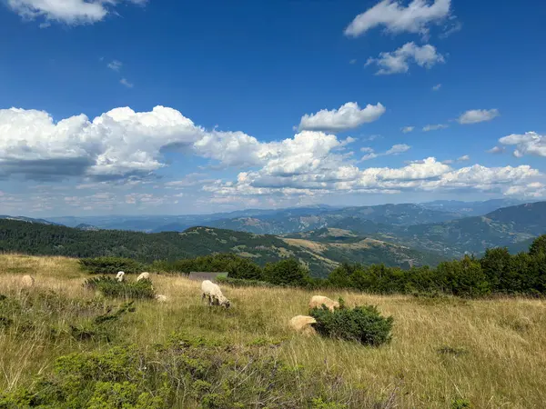 Flock Sheep Green Meadows Mountains Panoramic View — Stock Photo, Image