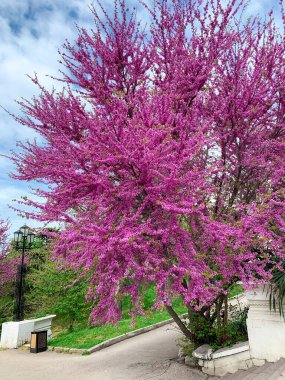Ağaç eski parkta parlak pembe çiçeklerle dağılmış. Hikayeler için dikey fotoğraf