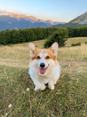 Güzel bir Corgi köpeği dağların ortasındaki tepelik bir tarlada oturur. Portre, yakın plan, yumuşak sıcak güneş ışığı