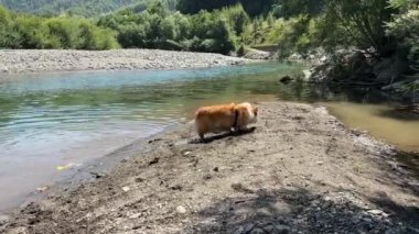 Corgi köpeği sudan çıkar, sallanır, kıyıya uzanır ve sırtüstü uzanır, sonra yine dağ nehrinin kıyısında sallanır.