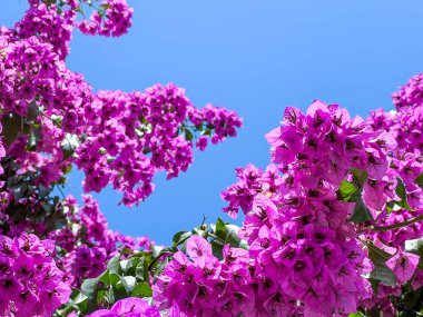Bougainvillea açık güneşli bir günde mavi gökyüzünün karşısında doymuş mor bir renge büründü. 