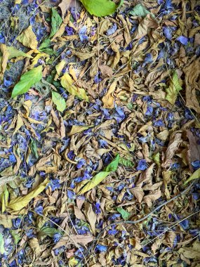 Yaz bitkisinin kuru yaprakları ve mavi çiçekleri katı bir kumaşın üzerinde yatıyor. Üst görünüm, botanik desen, bulutlu gün