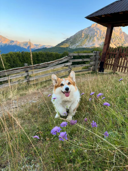 The cute red corgi dog sits on the green lawn amidst purple flowers. The dog stares dreamily straight and sticks his tongue out against the background of the rocky mountains, close-up, vertical photo