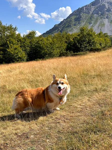 Perro Corgi Rojo Blanco Que Descansa Prado Alta Montaña Lengua — Foto de Stock