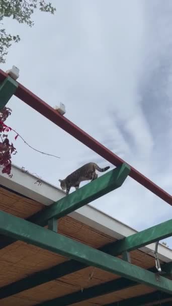 流浪猫轻轻地爬在屋顶上的栅栏上 在猫的尾端看着摄像机 — 图库视频影像