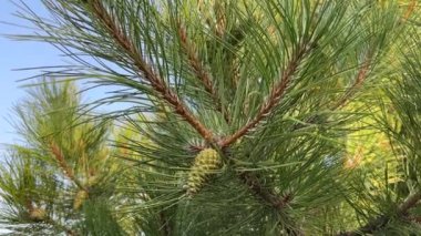 Kamera yeşil bir koni ile genç çam ağacının dalından yavaşça uzaklaşır. Aşağıdan ve yandan görüntüle