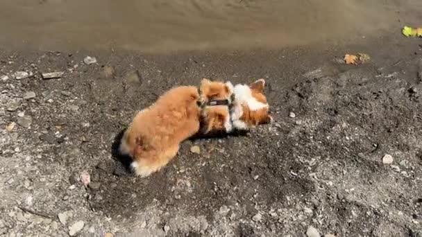 Corgi Pies Leży Brzegu Górskiej Rzeki Potem Wstaje Się Trzęsie — Wideo stockowe