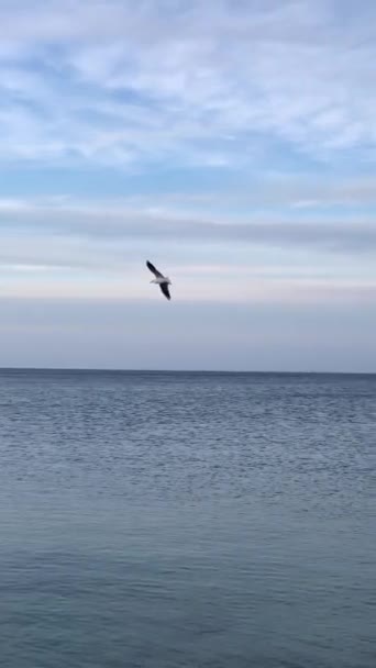 Чайка Літає Над Спокійним Морем Полює Рибу Вид Море — стокове відео