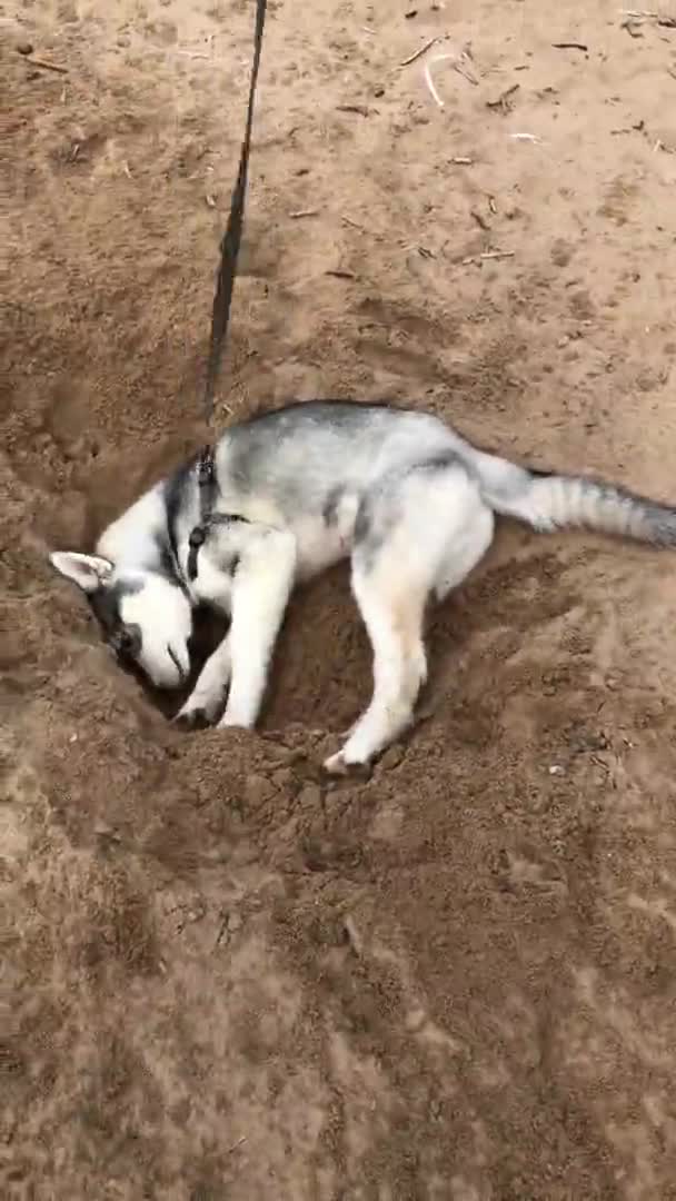 ビーチで砂を掘るヤングハスキー犬 おかしい子犬 — ストック動画