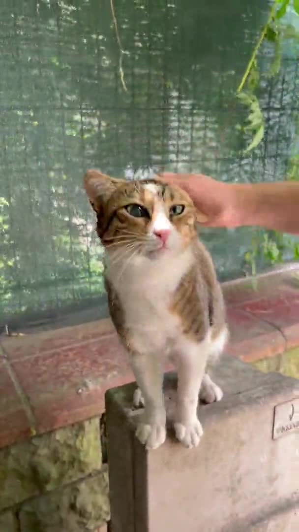手は積極的に皮をむき ふわふわの猫を傷つける — ストック動画