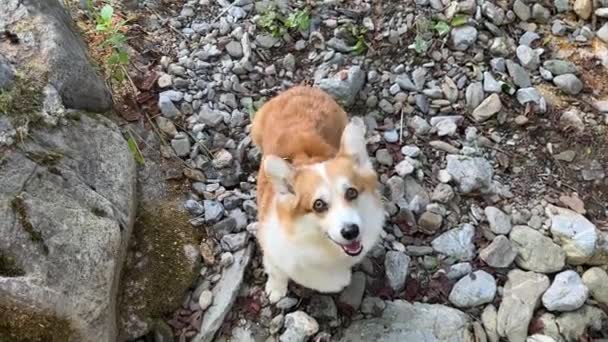 Corgi Dog Looks Camera Close Leaves Turns Looks Back Camera — Stock Video