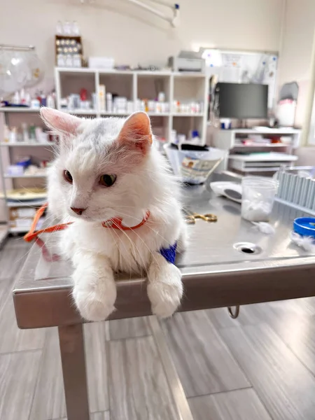 White adorable cat visiting the veterinary cabinet. Pet sitting on the table and ready for check-up and blood test in vet clinic