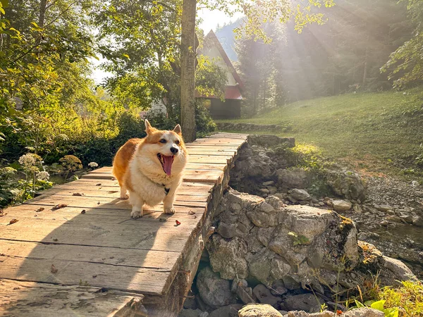 Красно Белая Корги Собака Рано Утром Вышла Мост Зевнула Деревня — стоковое фото