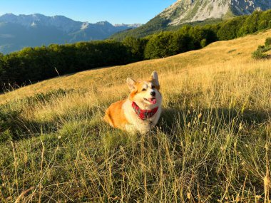 Şirin Corgi köpeği dağların önünde duruyor. Yumuşak, ılık bir gün doğumu