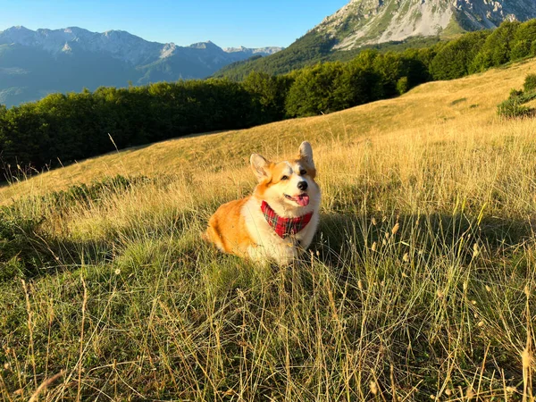 Cão Corgi Bonito Está Frente Das Montanhas Suave Nascer Sol — Fotografia de Stock