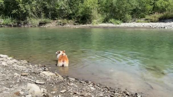 Corgi Pies Spoczywa Lodowatej Górskiej Rzece Pod Gorącym Słońcem Gorący — Wideo stockowe