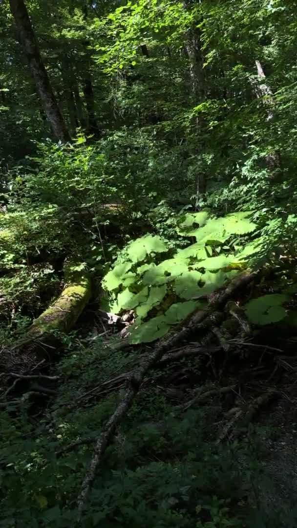 难以接近的森林灌木丛 阳光和阴影在牛群的巨大叶子上嬉戏 那里有被苔藓覆盖的倒下的树 感觉平静和宁静 垂直录像 — 图库视频影像