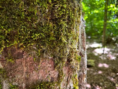 Yosun kaplı eski bir ağacın gövdesi gibi. Yakın plan. Güneşli bir gün 