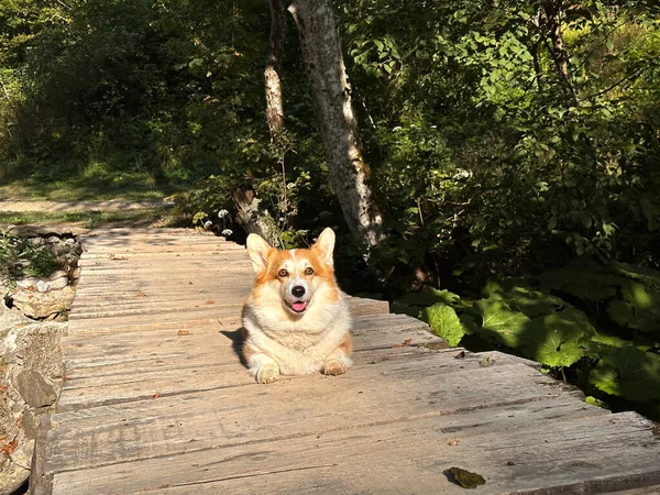 Entzückender Pembroke Walisischer Corgi Hund Liegt Auf Einer Holzbrücke Über — Stockfoto