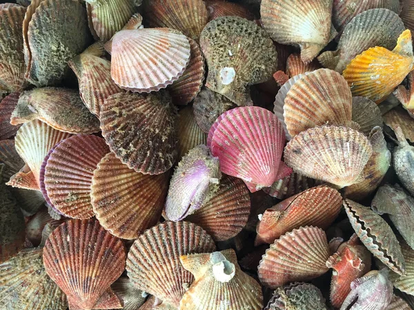 Двухслойные Плоские Раковины Морских Моллюсков Яркие Красочные Оболочки Желтого Розового — стоковое фото