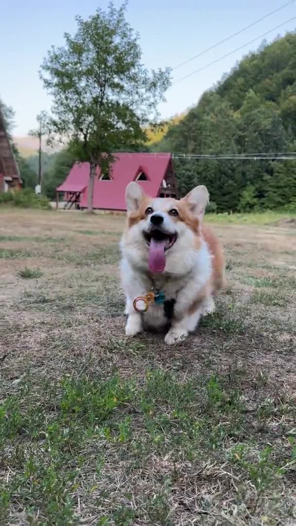 Cute Corgi Dog Shows Commands Backdrop Authentic Mountain Village Dog — Stock Video