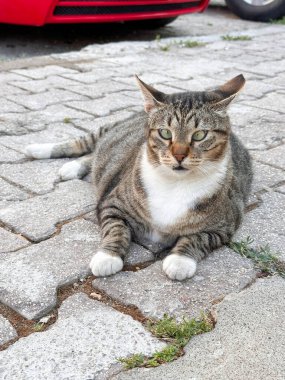 Strabismus 'lu pofuduk sokak kedisi kaldırımda yatıyor. Kedinin çizgili bir rengi, beyaz bir göğsü ve bacaklarının beyaz uçları vardır. Dikey fotoğraf