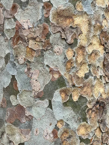 Bunte Baumrinde Die Schuppen Ähnelt Botanisches Muster Nahaufnahme Für Hintergrund — Stockfoto
