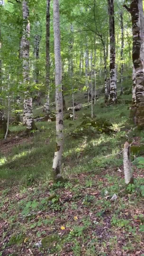 Bosque Abedul Terreno Montañoso Los Árboles Coronas Son Rayos Visibles — Vídeo de stock