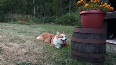 Corgi köpeği dekoratif bir çiçek fıçısının yanında yatıyor ve top oynadıktan sonra derin derin nefes alıyor. Videonun sonunda köpek gücünü toplar ve oyuna devam etmek için turuncu topu alır.