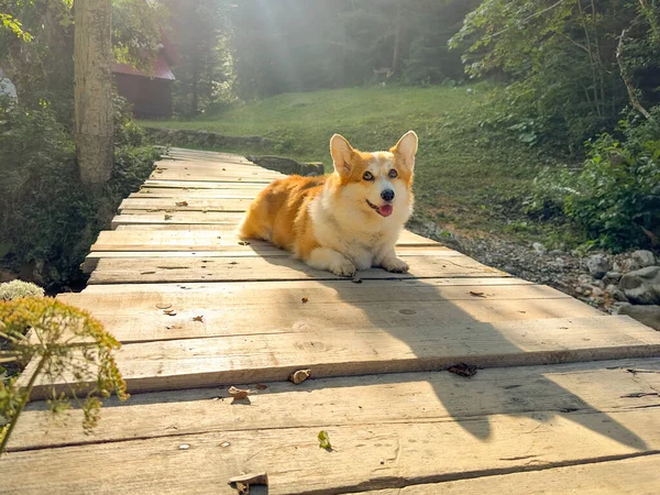 A shy corgi dog lies on a homemade wooden bridge over a mountain stream in the rays of the dawn sun. The dogs fur is illuminated with counterlight, the rays drawn are visible