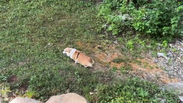 Female Corgi Dog Pees Slope Mountain Gets Goes Long Plan — Stock Video