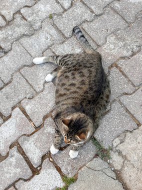 Kalın sokak kedisi kaldırımda ve dinleniyor. Kedi veteriner kliniğinin yakınında yaşıyor. Yukarıdan görüntüle