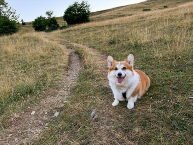 Tatlı kırmızı Corgi köpeği çalıların ve tepelerin arasında arka yolda oturuyor. Köpek rüya gibi görünüyor ve dilini dışarı çıkarıyor, yakın plan.