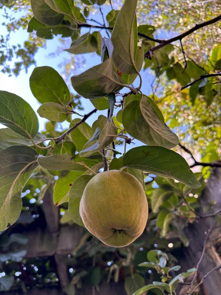 クエの大きな果実は 若い木の枝を下に引っ張っている 静脈は青い空と他の木を示しています 下からの眺め — ストック写真