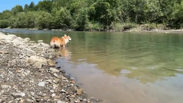 コルジ 犬はひどく山の川から後ろに出て行こうとします 最後にターンと葉 — ストック動画