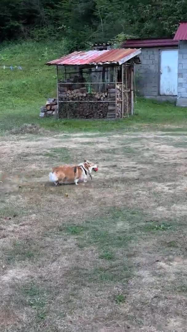 Anjing Corgi Lucu Membawa Bola Mulutnya Dan Berbaring Melawan Latar — Stok Video